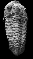 Plus d’informations sur « Prionocheilus mendax (Bain de Bretagne - I et V) »