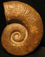 Crioceratites majorisensis - HAUTERIVIEN