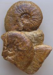 Pleydellia sp.