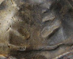 Neseuretus tristani (Bas-Couyer - I & V)