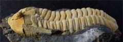 Prionocheilus mendax (Bain de Bretagne - I & V)