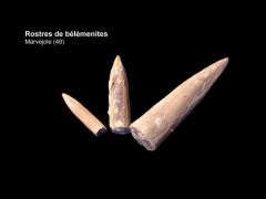 Rostres de bélemnites