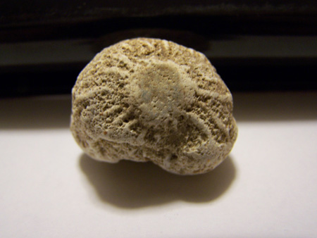 Eponges fossiles en photos