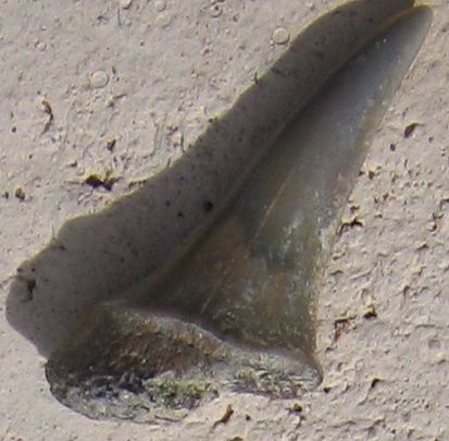 Fossiles de dents de requins