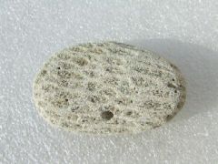 Copie de corail fossilisé trouvé au bois des gats (3).JPG