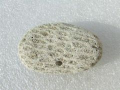 Copie de corail fossilisé trouvé au bois des gats (3).JPG