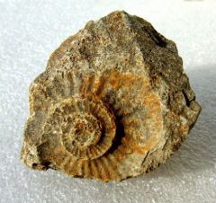 ammonite