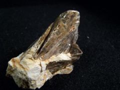 Muscovite