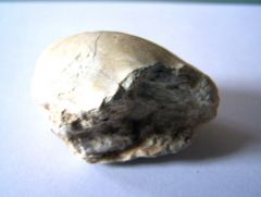 FOSSILE 05 2008-13.jpg