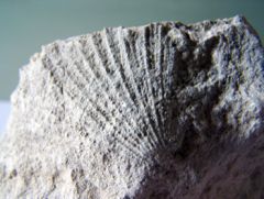 FOSSILE 05 2008-33.jpg