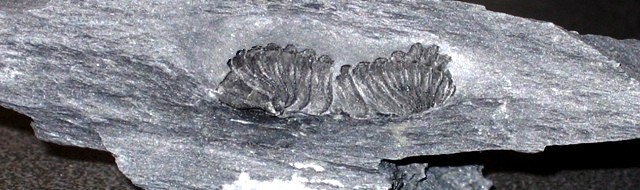 Trilobites