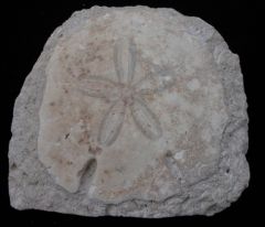 Echinodiscus desori Apical 2KSAa.jpg