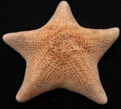 Asterina pectinifera Face apicale 4Jd.jpg