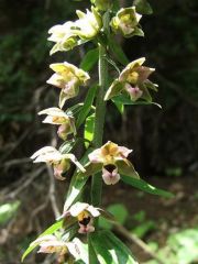 helleborine vraie.JPG