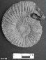 Ammonite du titonique de Noyarey
