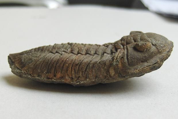 Trilobites du Sud de Rennes (trouvailles personnelles)