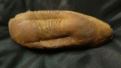 ectillaenus giganteus, ordovicien, la dominelais, 35, 2