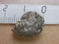 pyriteuse de chartreuse 2