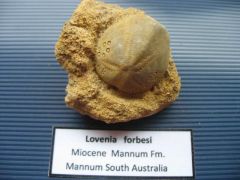 egels australie 007.jpg
