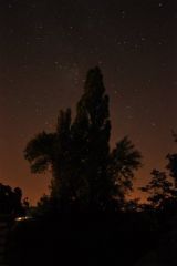 l'arbre de la nuit