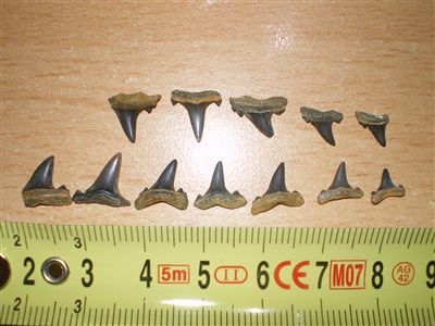 Dents fossiles de requins (Eocene de l'Oise)