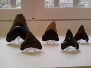 Dents fossiles de requin