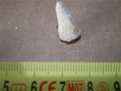 Corail solitaire Eupsammia trochiformis- Eocene-lutetien 45 