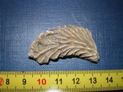 Bivalves Lophea gregarea-Oxfordien-160ma (2)_tres_petite.jpg