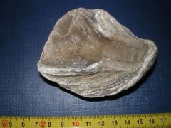 Bivalves Griphaea dilatata-Oxfordien-160ma (2)_tres_petite.j