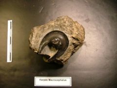 Fossile Harpes Macrocephalus