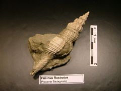 Fossile Fusinus Rostratus (Pliocene)