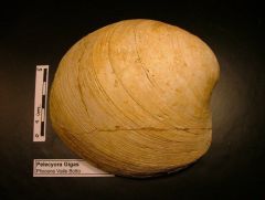 Fossile Pelecyora Gigas (Pliocene)