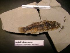 Poisson fossile Aelia Pedemontana