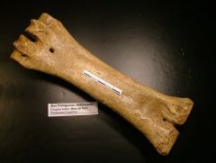 Os fossile de la Mer du Nord