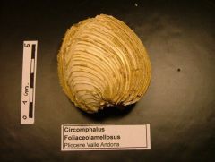 Fossile Circomphalus Foliaceolamellosus (Pliocene)