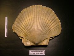 Fossile Pecten Fiabelliformis (Pliocene)