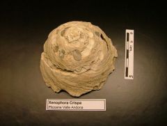 Fossile Xenophora Crispa (Pliocene)