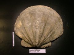 Fossile Pecten Latissimus (Pliocene)