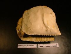 Fossile Isognomon Maxillatus (Pliocene)