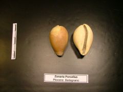 Fossile Zonaria Porcellus (Pliocene)