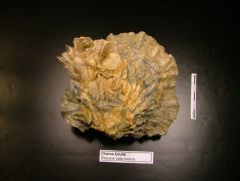 Fossile Ostrea Edulis (Pliocene)