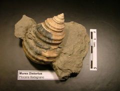 Fossile Murex Distortus (Pliocene)