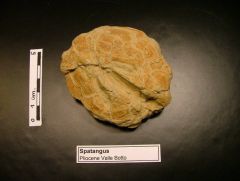 Fossile Spatangus (Pliocene)