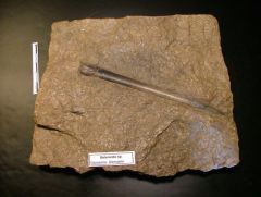 Fossile Belemnite sp. (Jurassique)