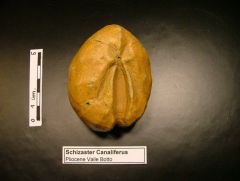 Oursin fossile Schizaster Canaliferus (Pliocene)