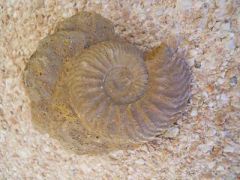 Ammonite.JPG