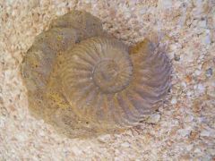 Ammonite.JPG