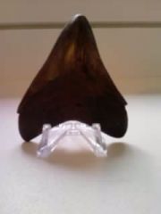 Carcharodon Megalodon 