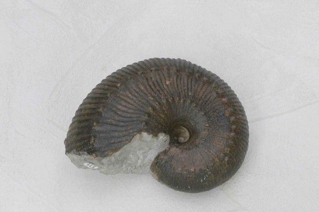 Ammonites du carixien (Alsace)