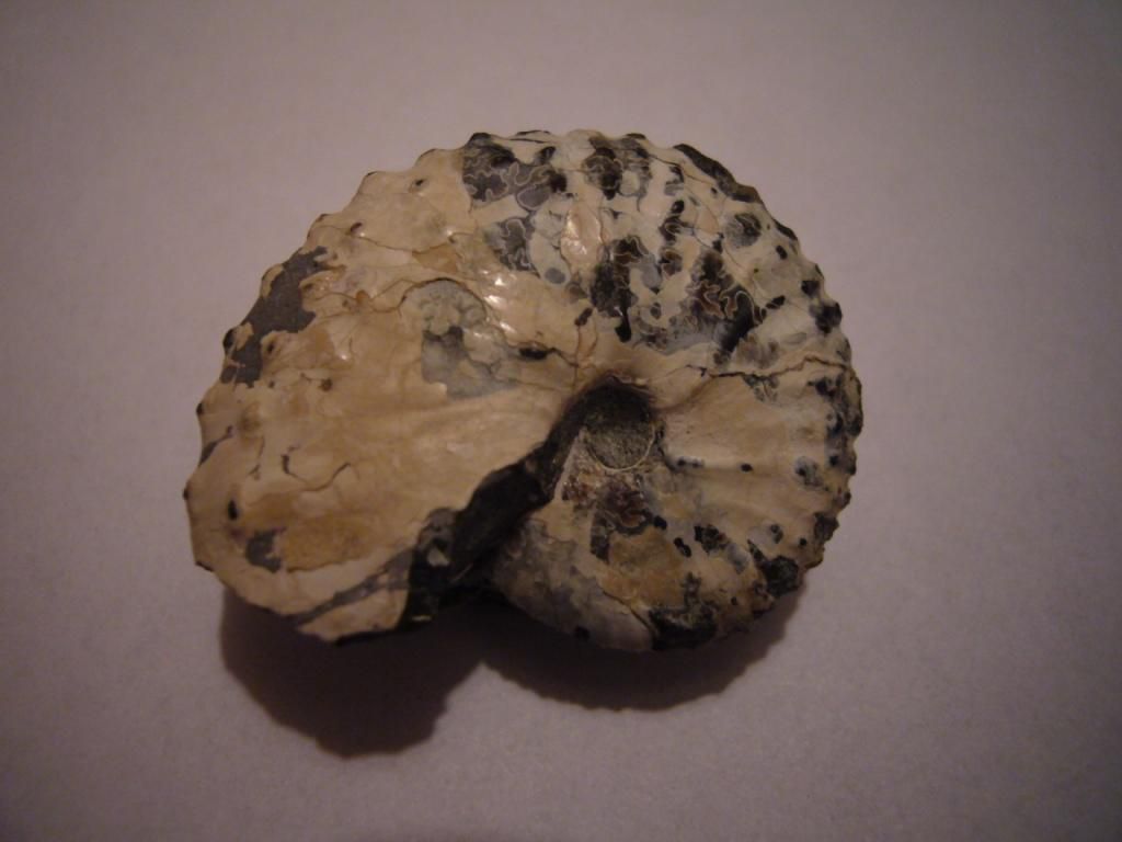 Ammonite indéterminée